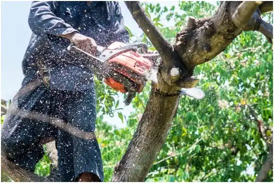 tree services Wenatchee